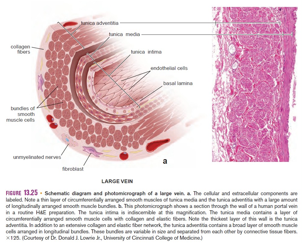 Histology Of Blood Vessels